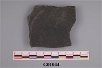 藏品(三分節蟲類(模))的圖片